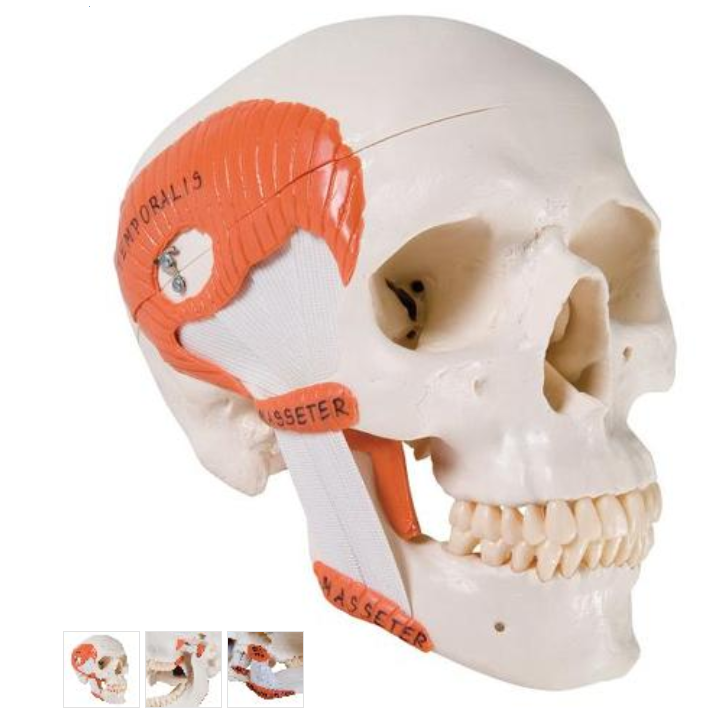 TMJ Human Skull Model, demonstrates functions of masticator muscles, 2 part