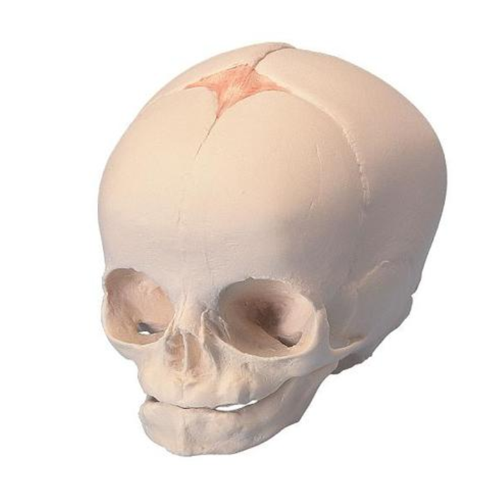 Foetal Skull Model, natural cast, 30th week of pregnancy
