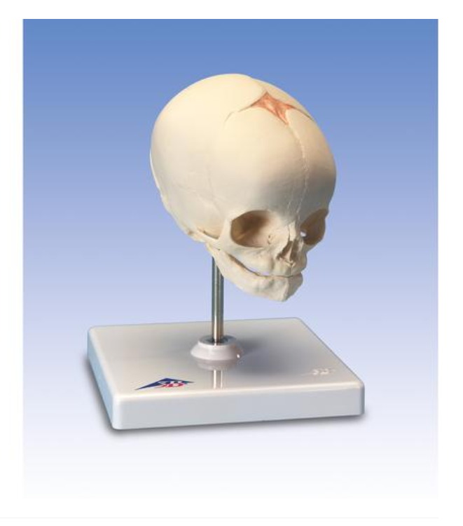 Foetal Skull Model, natural cast, 30th week of pregnancy, on stand