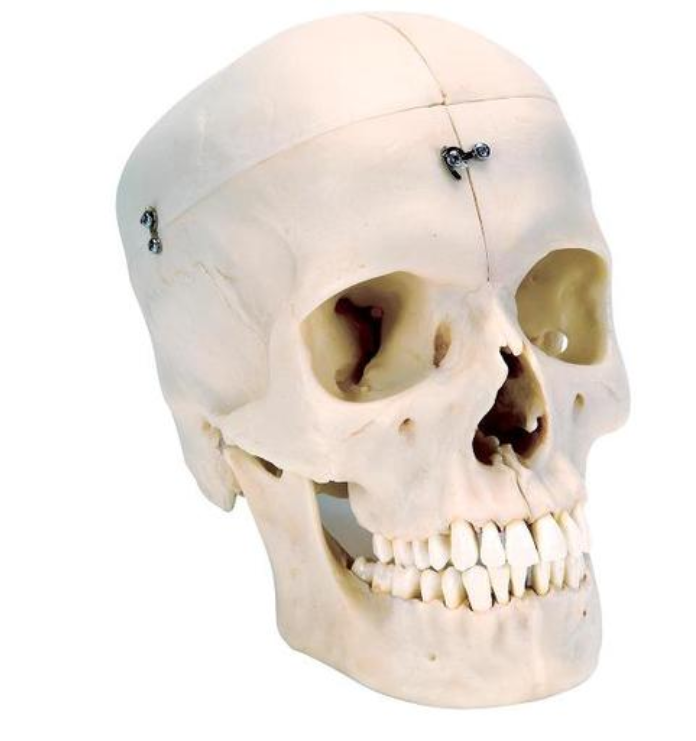 BONElike™ Human Bony Skull Model, 6 part