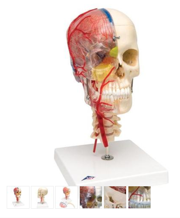 Model lidské lebky, napůl průhledný a napůl kostnatý