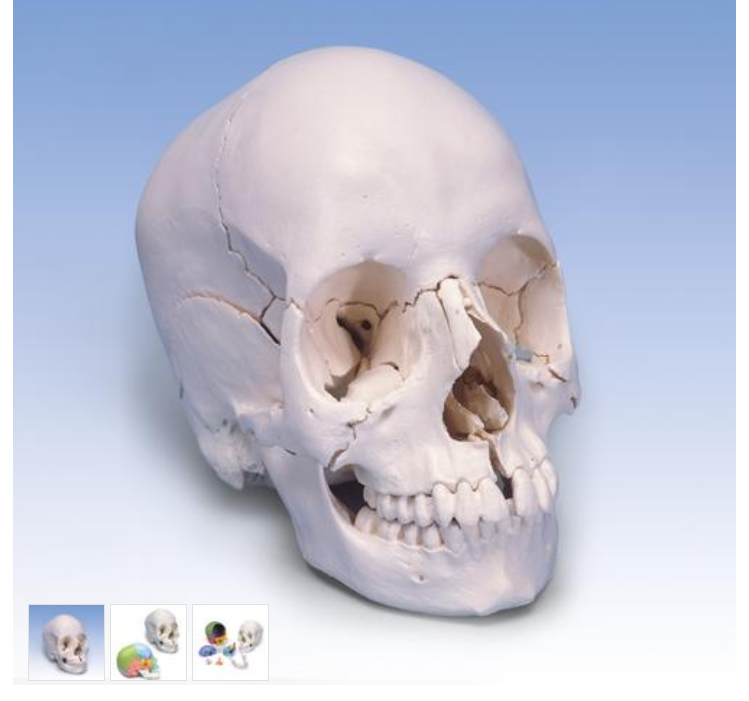 Beauchene Adult Human Skull Model - Bone Colored Version, 22 part