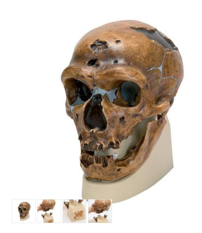 Anthropological Skull Model - La Chapelle-aux-Saints