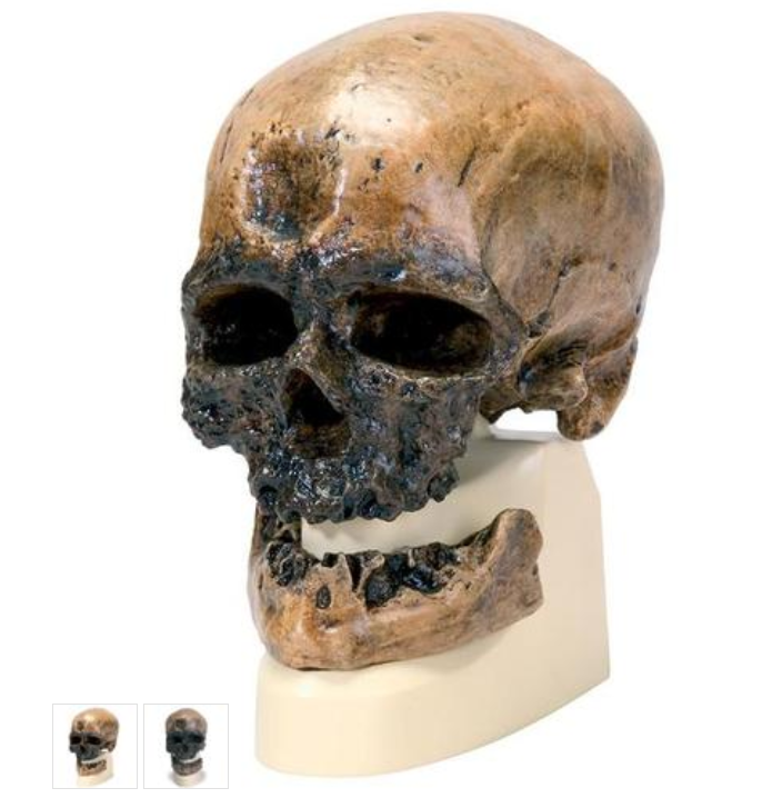 Anthropological Skull Model - Crô-Magnon