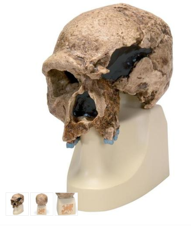 Anthropological Skull Model - Steinheim