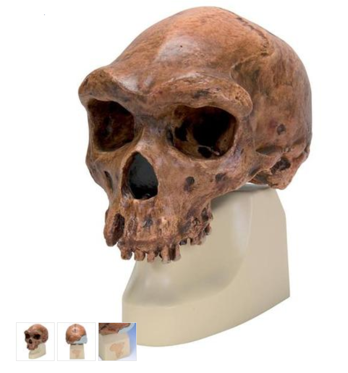 Anthropological Skull Model - Broken Hill or Kabwe