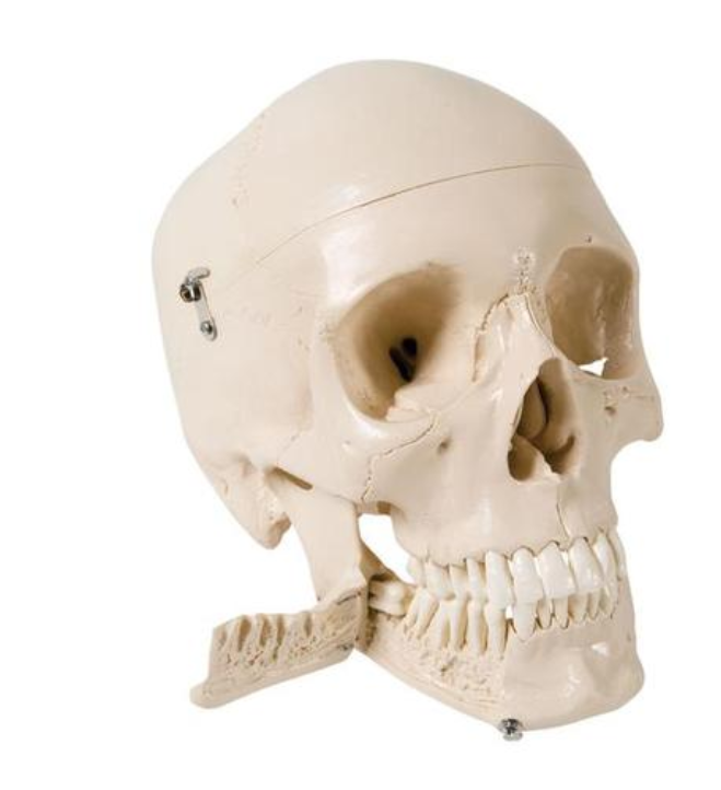 Skull Model with Teeth for Extraction, 4 part