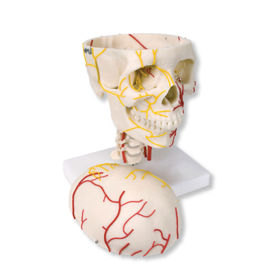 Neurovascular Skull Model